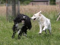 Puppys van Bliss040622-0080